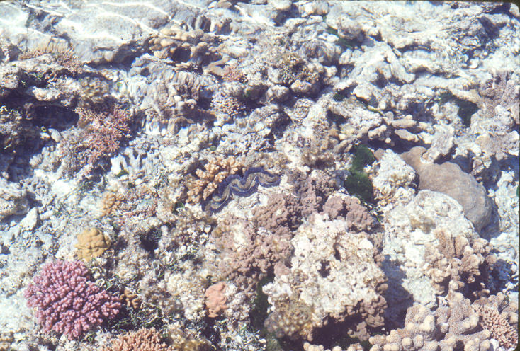 1975 Reef and Corals01