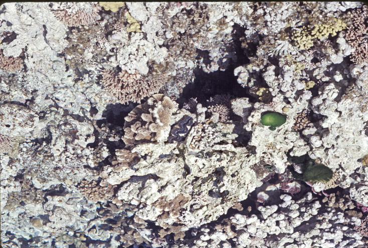 1975 Reef and Corals05