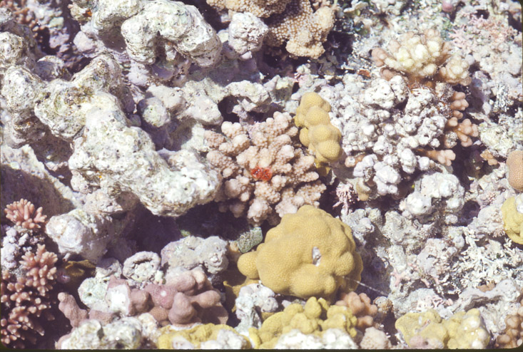 1975 Reef and Corals06