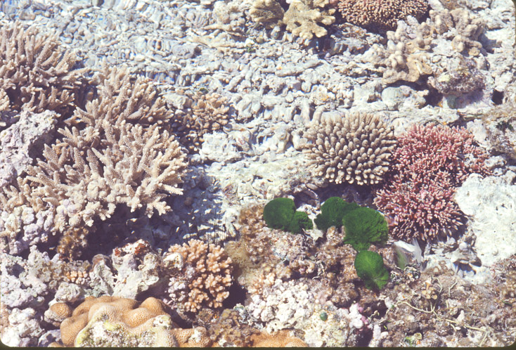 1975 Reef and Corals07
