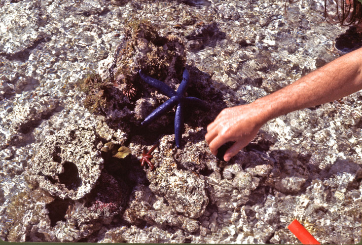 1975 Reef and Corals08