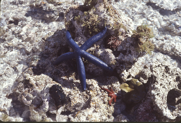 1975 Reef and Corals09