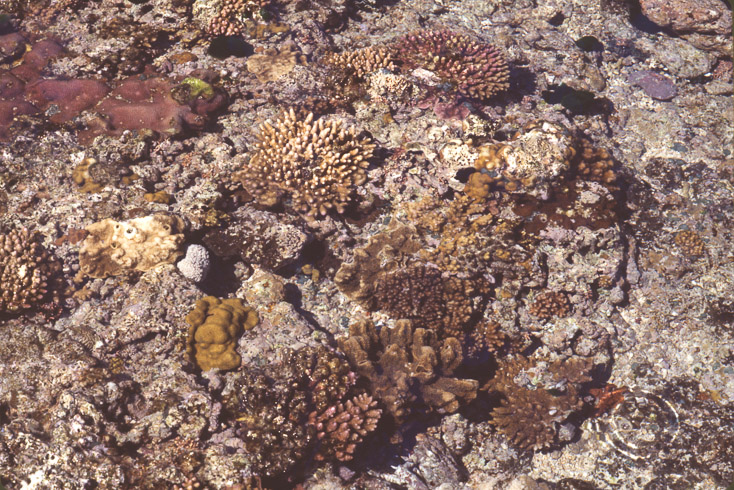 1975 Reef and Corals14