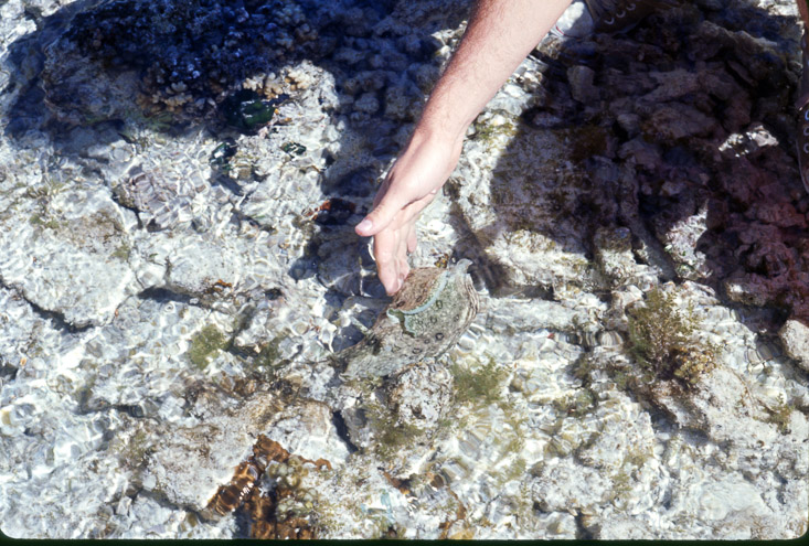 1975 Reef and Corals16